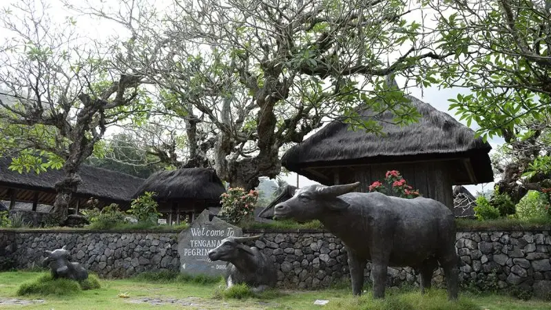 Wisata Budaya Kuno dan Memahami Kearifan Lokal di Desa Tenganan
